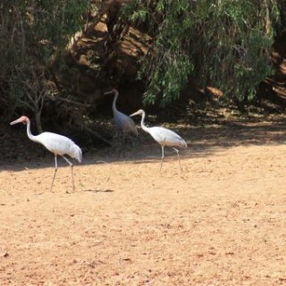 Dans le lit de la rivière Windjana en Australie
