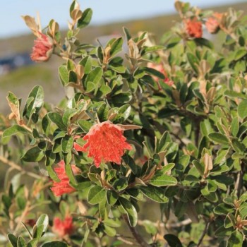 Fleurs au bord de l'océan indien Kalbarri