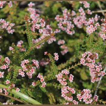 Fleurs au bord de l'océan indien Kalbarri