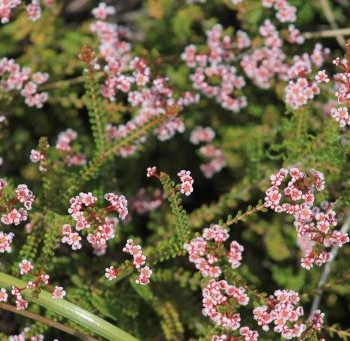 Fleurs au bord de l'océan indien Kalbarri