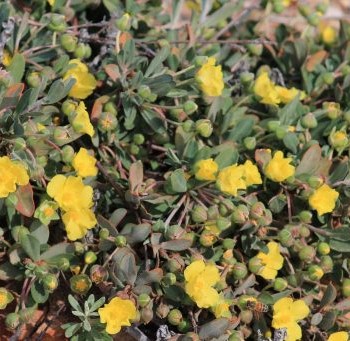 Fleurs au bord de l'océan indien dans le parc de kalbarri