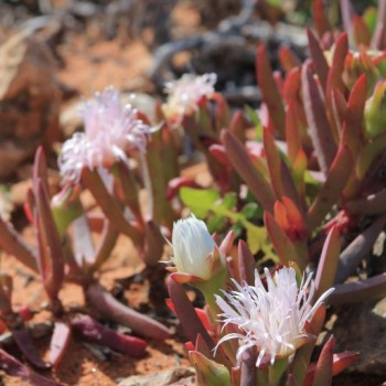 Fleurs au bord de l'océan indien dans le parc de kalbarri