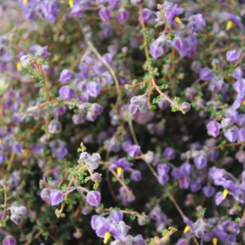 Fleurs fines dans le parc national de Kalbarri en Australie