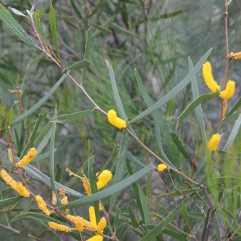 Fleurs dans le parc national de Kalbarri en Australie