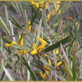 Fleurs jaunes dans le parc national de Kalbarri en Australie