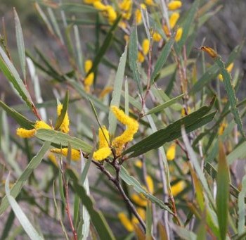Fleurs jaunes dans le parc national de Kalbarri en Australie