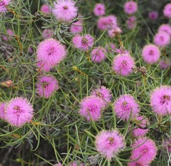 Fleurs violettes dans le parc national de kalbarri en Australie