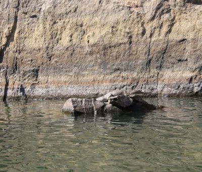 Freshwater crocodile dans le parc de Mitmiluk en Australie