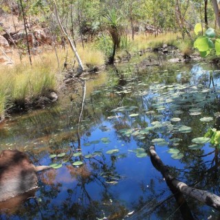 Galvans Gorge sur la Gibb River Road en Australie