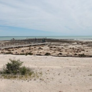 plage de hamelin Pool en Australie