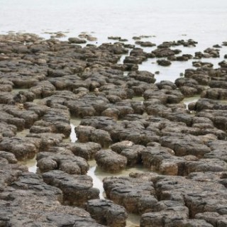 stromatolites à hamelin Pool en Australie
