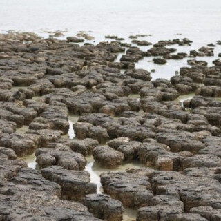 stromatolites à hamelin Pool en Australie