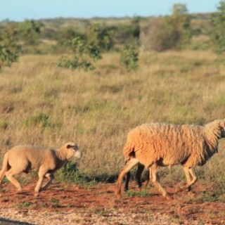 Moutons sur les routes Australiennes