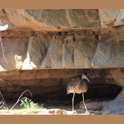 Oiseua dans le parc de Mitmiluk en Australie