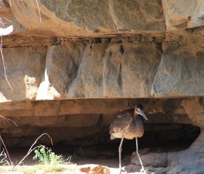 Oiseua dans le parc de Mitmiluk en Australie