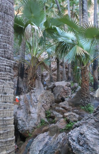 Piscines naturelles dans le canyon pour Zebedee Springs en Australie