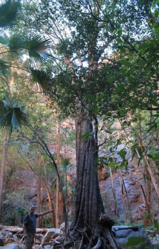 Quel arbre dans le canyon de Zebedde Springs en Australie