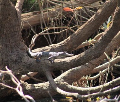 Racines dans les gorges du parc de Mitmiluk en Australie