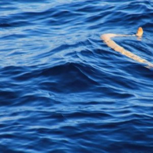 Serpent de mer au Ningaloo marine Park en Australie