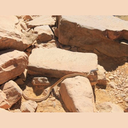 Serpent sur le chemin pour Emma Gorge