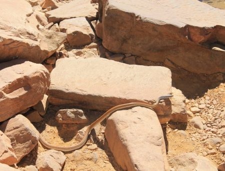 Serpent sur le chemin pour Emma Gorge