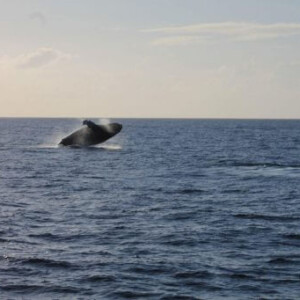 saut d'une baleine au Nigaloo Marine Park en Australie