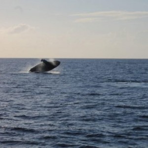 saut d'une baleine au Nigaloo Marine Park en Australie