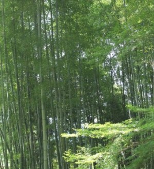 Bambous dans les jardins du temple Ginkaku-ji ou Pavillon d'argent