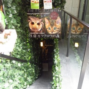 Bar à chats ou à hiboux à Tokyo