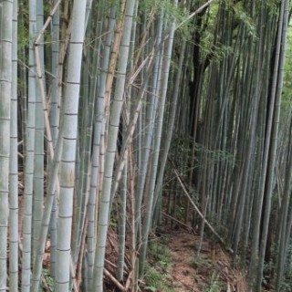 Fushimi-Inari forêt de bambous