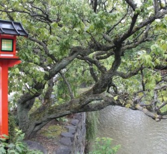 Shimbashi en se promenant