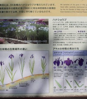 Zones des iris dans le jardin est à Tokyo