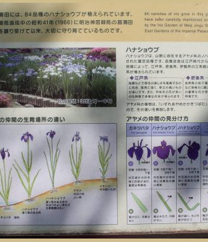 Zones des iris dans le jardin est à Tokyo