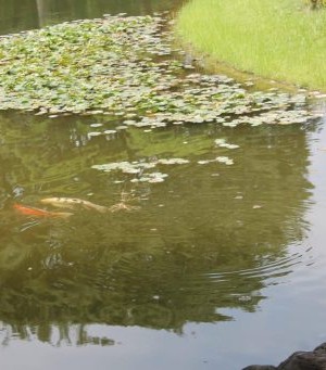 carpes koï dans le jardin du palais impérial à Tokyo
