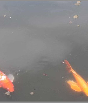 carpes koï dans les jardins impériaux à Tokyo