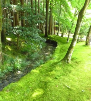 que de mousse dans les jardins du temple Ginkaku-ji ou Pavillon d'argent