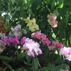 Fleurs tropicales dans la biosphère à Gênes (1)