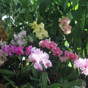Fleurs tropicales dans la biosphère à Gênes (1)