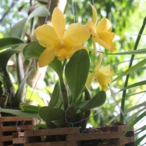 Fleurs tropicales dans la biosphère à Gênes (2)
