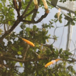 Poissons dans le biosphère de Gênes