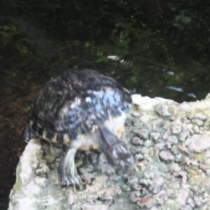 Tortue dans la biopshère à Gênes