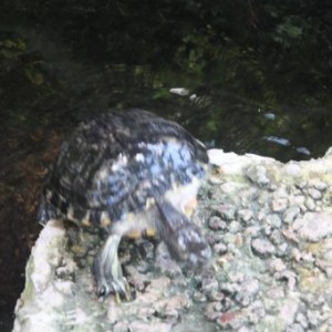 Tortue dans la biopshère à Gênes