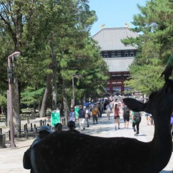 cerf au temple Todai-ji à Nara