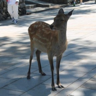 cerf à Nara
