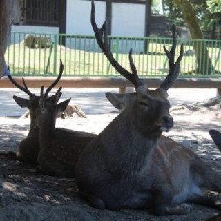 cerfs au repos dans le parc de Nara