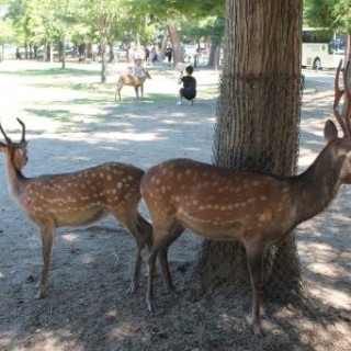 cerfs dans le parc de Nara