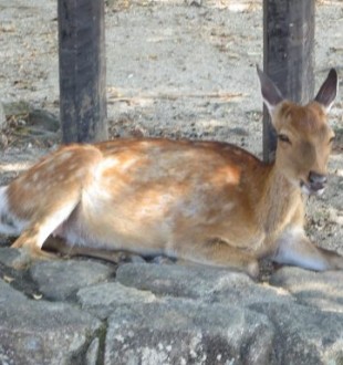 des animaux en liberté à Miyajima