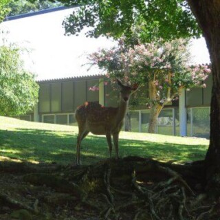 le regard d'un cerf