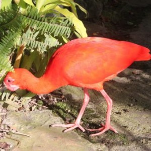 Ibis rouge dans la biosphère de Gênes