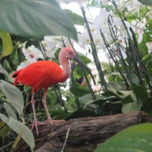 Ibis rouge dans la biosphère à Gênes